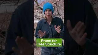 Thumbnail: Pruning Peach Tree Tips #peachtreecare #pruningpeachtrees #growingpeaches