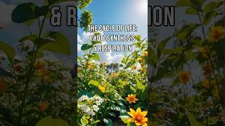 Thumbnail: The Cycle of Life Photosynthesis & Respiration #shorts