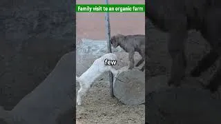 Thumbnail: Family visit to an organic farm complex #ifs #farming #farmlayout #organicfarming #organic