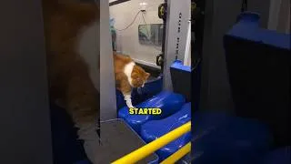 Thumbnail: Like the video to support the cat!🙏🙏 #cats #intresting #weightloss #respect