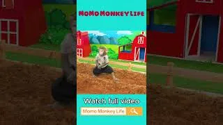 Thumbnail: Monkey MoMo Takes Care of His Baby Monkey and Goes to the Farm to Harvest Apples 🍎🐒