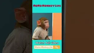 Thumbnail: Monkey MoMo Goes to the Farm to Pick Apples for the Baby Monkey 💖🍎🐒 | MoMo Monkey Life