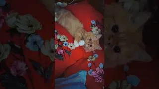 Thumbnail: Who is here!!😻#cat #funny #love #best #pets #youtubeshorts #trending #viral #sleep