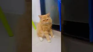 Thumbnail: Cherry is so sleepy😻#cat #sleep #funny #love #pets #best #youtubeshorts #viral #trending