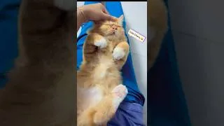 Thumbnail: Cherry wants to eat banana😻#cat #shorts #funny #youtubeshorts #viral #trending #love #pets #best