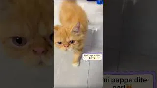 Thumbnail: Cherry is giving kisses😻#cat #love #funny #shorts #kiss #youtubeshorts #viral #trending #pets