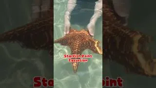 Thumbnail: Starfish Point Excursion at Grand Cayman Island ✨🐚 Disney Cruise Port Day!