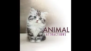 Thumbnail: Animal Attraction | Pet Lovers TV Show | Monarch Films