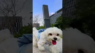 Thumbnail: POV: You're a robot with chicken treat on your head and a very motivated Maltese behind you 🍗🐕💨