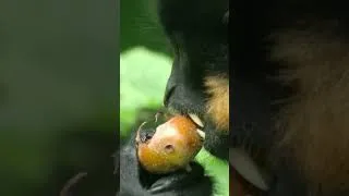 Thumbnail: A Grooming Session Full of Trust #wildlife #monkeylife #shorts #animals
