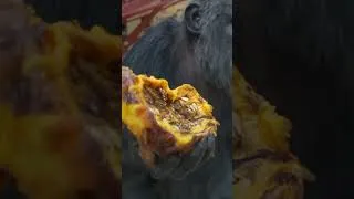 Thumbnail: The Joy of a Monkey Getting Fresh Fruit #wildlife #monkeylife #shorts #animals