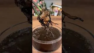 Thumbnail: I Rescued This ZZ Plant… Then Grew a New One From It