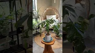Thumbnail: I Rescued a Money Tree…Didn’t Expect Her to Look Like This