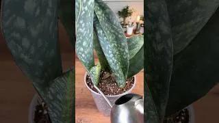 Thumbnail: How To Repot a Snake Plant the Right Way