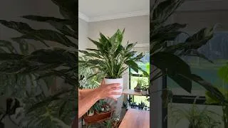 Thumbnail: I Cut Off My Houseplant’s Roots… Here’s What Happened