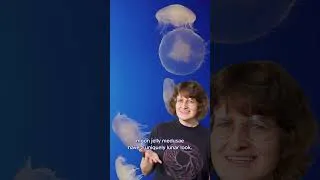 Thumbnail: The phases of the moon jelly | #shorts
