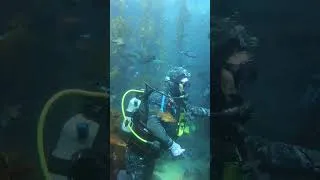 Thumbnail: Feeding time in the Kelp Forest exhibit #shorts