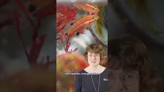 Thumbnail: Fish as fluid as the ocean 🌊 | #shorts
