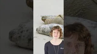 Thumbnail: Harbor seal pupping season is upon us!