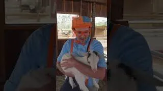 Thumbnail: Meet Blippi's Baby Goat  #cartoons #kidshow #shorts