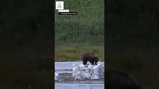 Thumbnail: Watch This Bear Chill With Seagulls By The Water!