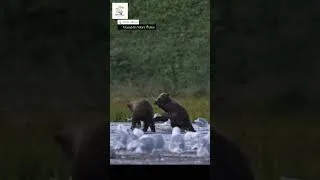 Thumbnail: Bears vs Seagulls  Epic Wildlife Showdown at the Water's Edge!