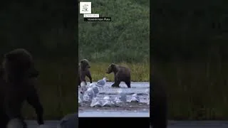 Thumbnail: Wild Brown Bear Sighting! Seagulls Fly By In Stunning Nature Clip