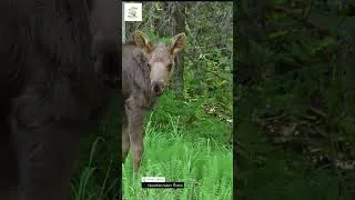 Thumbnail: Wild Moose Encounters  Forest Majesty & Curious Gazes! #nature #photography #wildlife
