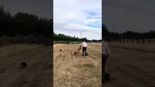 Thumbnail: Dogs Getting A Run After Demos @ The Game Fair