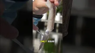 Thumbnail: 24 Hour Fish Trap 🦑 Catches Strange SEA CREATURES For My Saltwater Aquarium 🐠