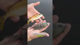 Thumbnail: 24 Hour Fish Trap 🐠 Catches SEA CREATURE 🦑 For Saltwater Aquarium *using steak 🥩*