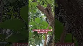 Thumbnail: Listening To The Sound Of Nature