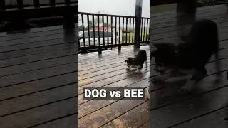 Thumbnail: DOG vs BEE 😂