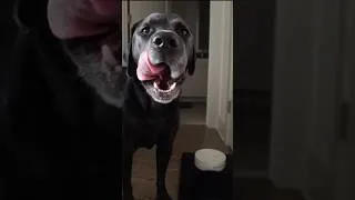 Thumbnail: Dogs Should Live Forever & this helps! Code: DUNCAN60