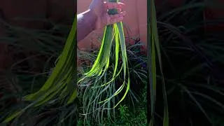 Thumbnail: Nothing like a fresh cup of bush tea!