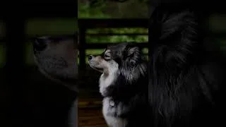 Thumbnail: Finnish Lapphund loving the rain:)