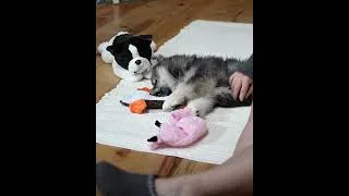 Thumbnail: First week with Elvi an 8 week Finnish Lapphund #shorts