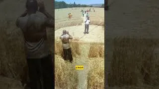 Thumbnail: Crop Circles appearance in England on 21st Jul’26 🌾👽🛸