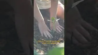 Thumbnail: Learning the old ways - how to build, grow, craft, farm, make art and garden 🌱 #short #homestead