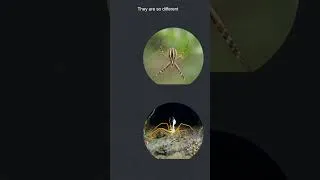 Thumbnail: The Sea is Filled with Spiders #seaspider #ocean #deepsea #spiders