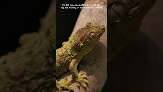 Thumbnail: How do Geckos Walk up Vertical Surfaces #animals #australian #wildlife #reptiles