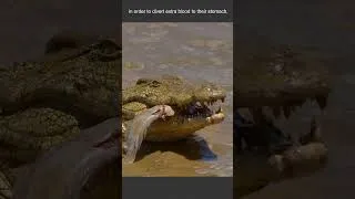 Thumbnail: How Crocodiles can Digest Entire Animals  #wildlife #animals #science #australian #nature