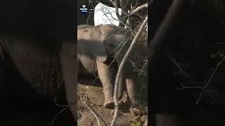 Thumbnail: The baby elephant slipped and fell #shorts