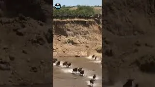 Thumbnail: Migrating wildebeest herd #shorts