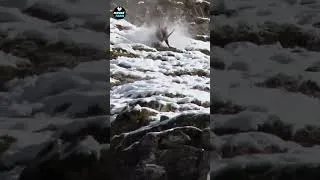 Thumbnail: A mountain goat fell from a cliff #shorts
