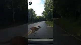 Thumbnail: collision with a deer on the road