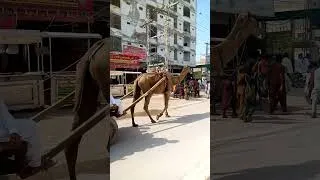 Thumbnail: #movebyimran camel relly