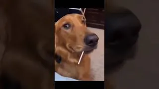 Thumbnail: bad doggy funny golden retriever 😂 #short