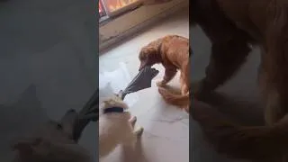 Thumbnail: funny dogs #shortsvideo #funnydogs 😂
