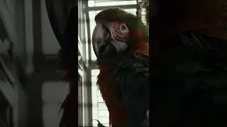 Thumbnail: It's Colin Farrell and a parrot. What the heck? #Sugar Season 2 is now streaming on Apple TV.